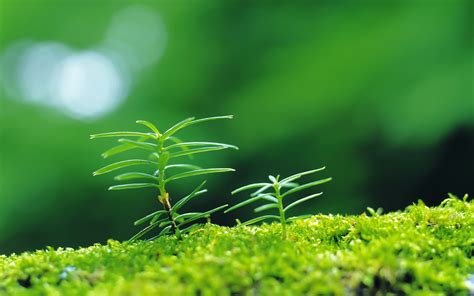 綠植物|绿色植物